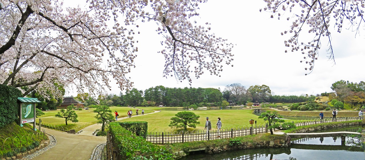 20170407 後楽園今日の南門を入って直ぐの場所から眺めた園内桜の様子ワイド風景 (1)