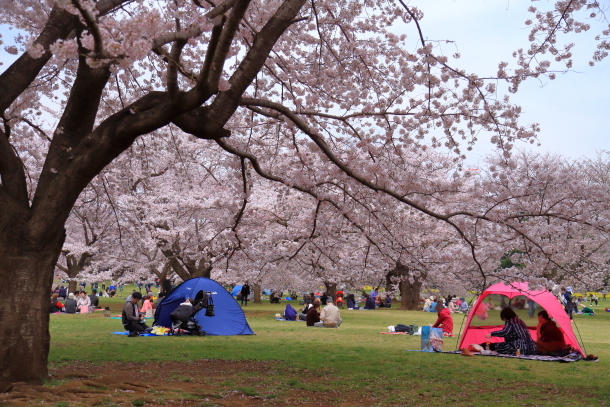 満開の桜00010878