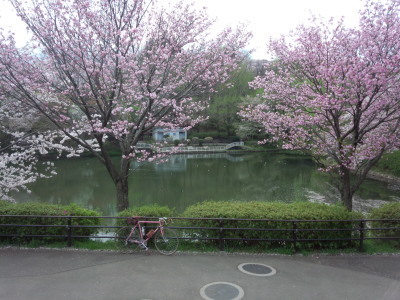 三ツ池公園の桜