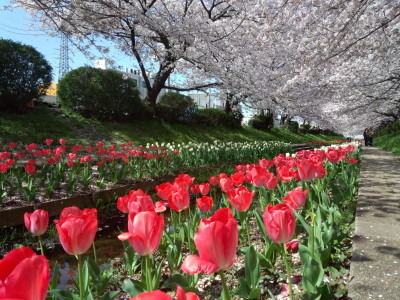 江川緑道の桜とチューリップ