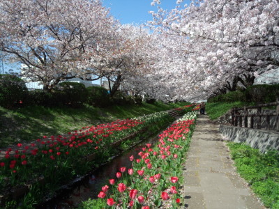 江川緑道の桜とチューリップ