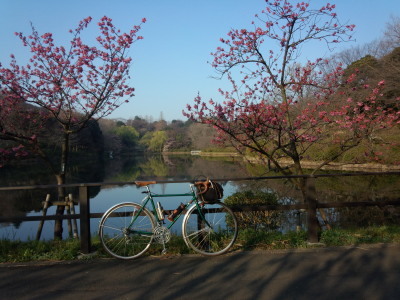 桜ちらほら三ツ池公園