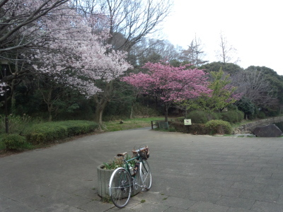 桜ちらほら三ツ池公園