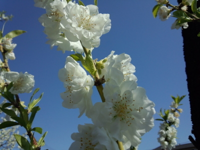 二ヶ領用水 桃の花