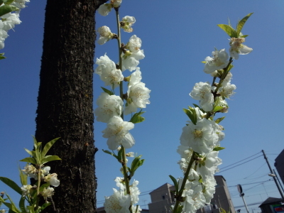 二ヶ領用水 桃の花