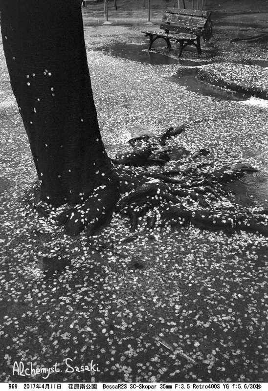 雨の桜969-34