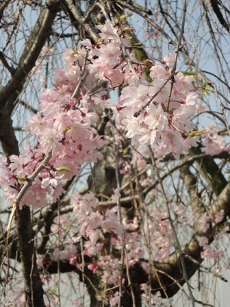 枝垂桜④