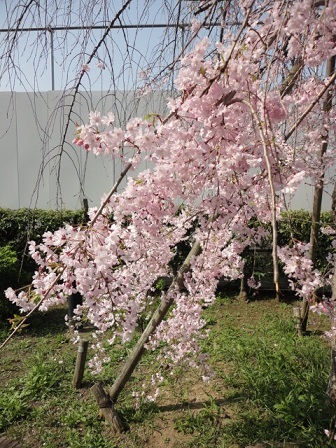 枝垂桜②