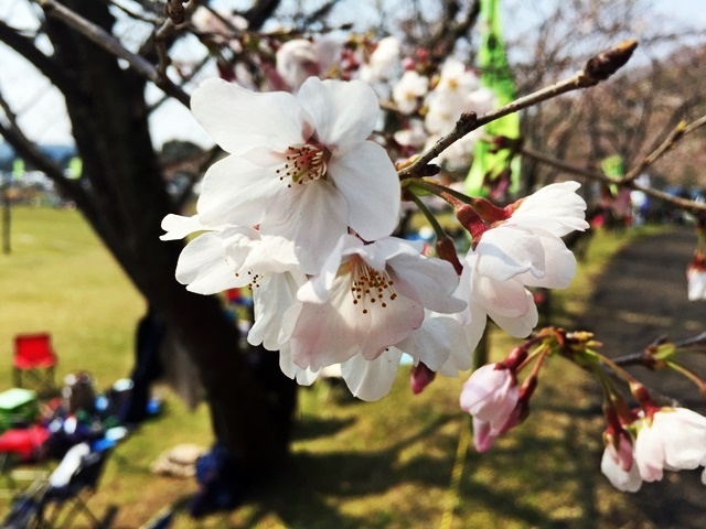 ３月桜3