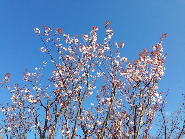 ３月桜4