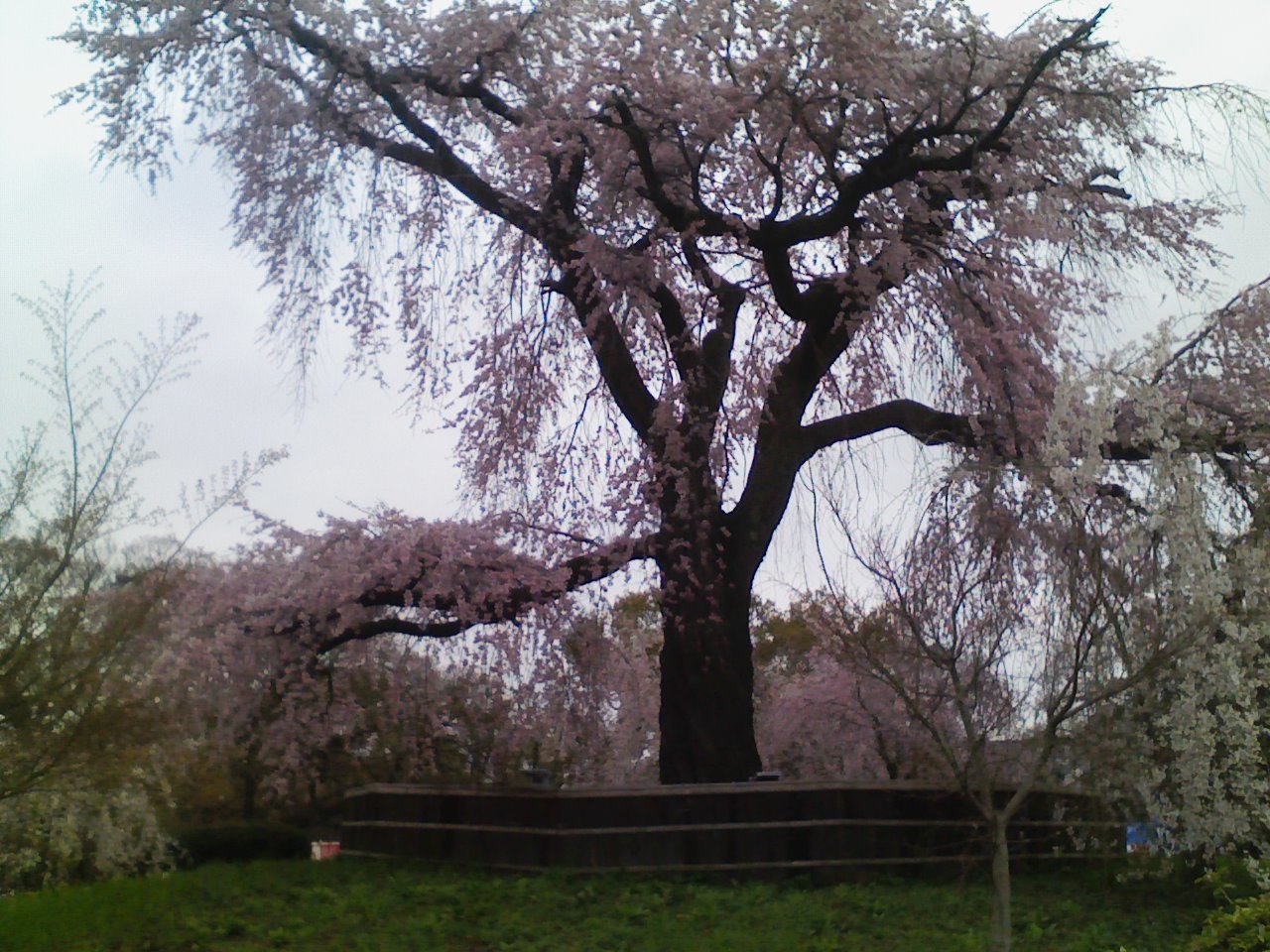 2014_04_07_一重白彼岸枝垂桜