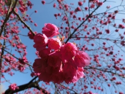 清澄庭園：自由広場の寒緋桜