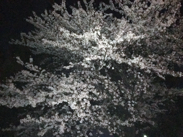 夜桜01