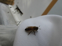 手乗りミツバチ（２）