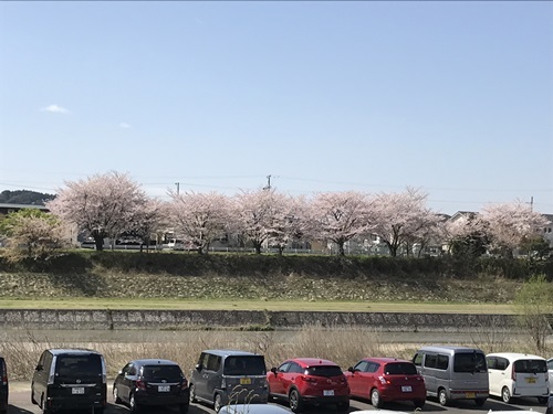 対岸の桜