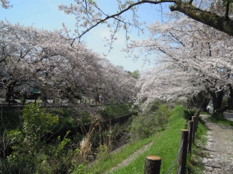 秦野二宮線に並行する奥まった道の桜１７０４１６