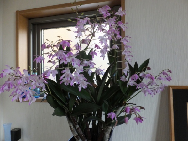 DSCF4182_1.jpg