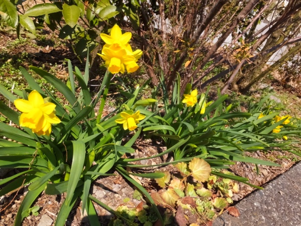 DSCF4568_1.jpg