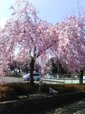 キャバマル　桜