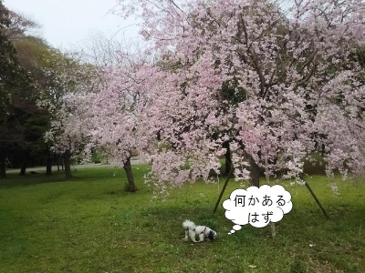 キャバマル　桜