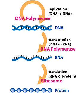 256px-Central_Dogma_of_Molecular_Biochemistry_with_Enzymes.jpg