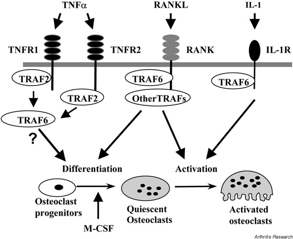 Signal-transduction-of-TNF-a-RANKL-and-IL-1-in-osteoclast-differentiation-and.png