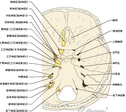 skull-cranial-base-foramen-cranial-nerves-anatomy-en_medical512.jpg