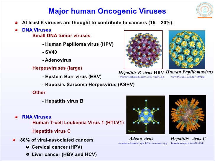 virus-and-cancer-7-728.jpg