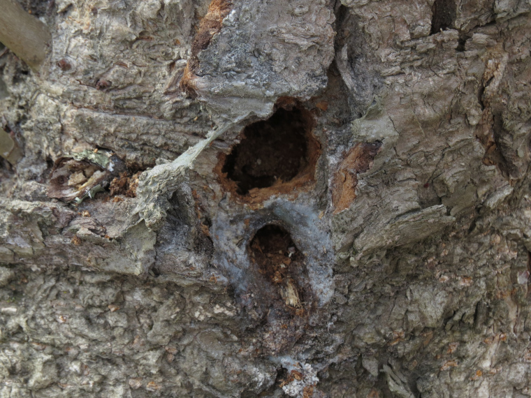 木の穴