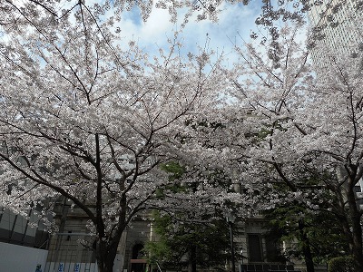 満開の桜（H29,4)