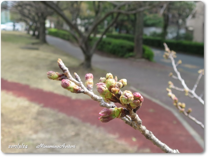 桜2017-03-24九大庭(桜・つぼみ) (14)