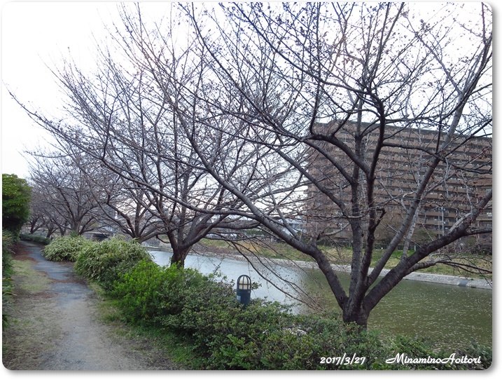 さくら並木2017-03-27那珂川水辺の散歩道 (78)