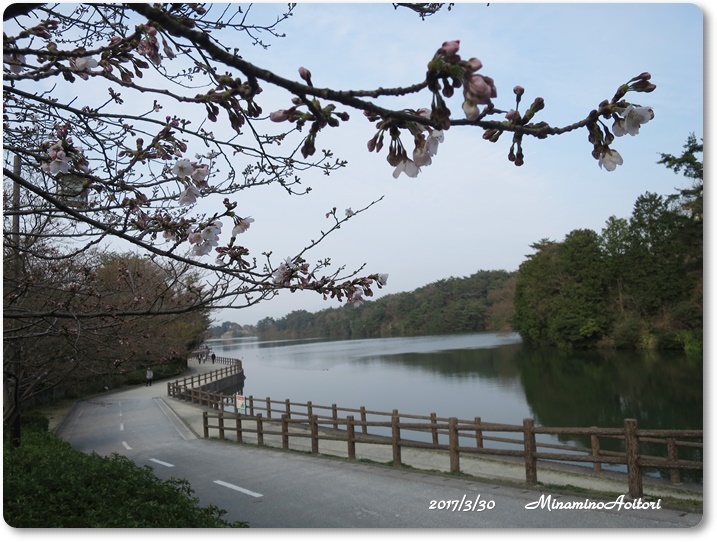 さくら2017-03-30春の花・白水公園 (125)