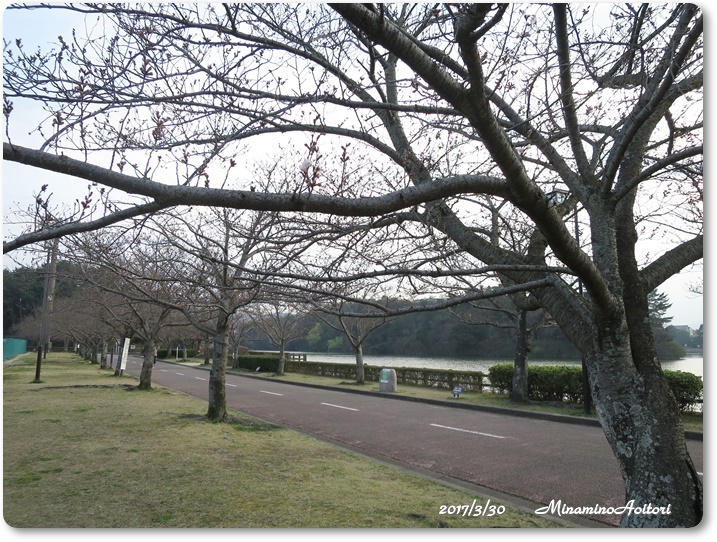 桜並木2017-03-30春の花・白水公園 (195)