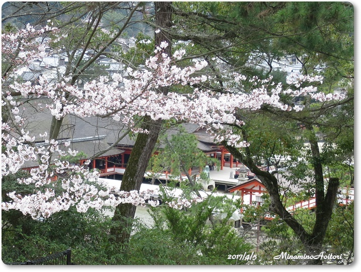 宮島・厳島神社と桜2017-04-05宮島・錦帯橋 (162)