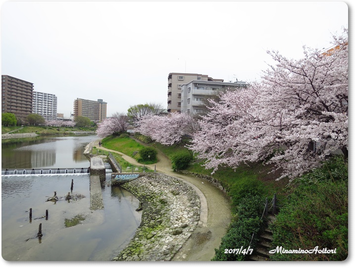 さくら2017-04-07那珂川水辺の散歩道(桜満開) (30)