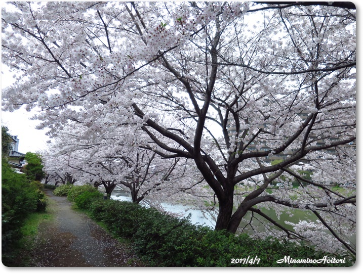 さくら2017-04-07那珂川水辺の散歩道(桜満開) (103)