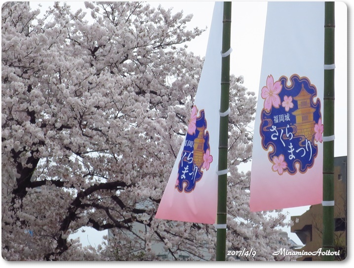 さくらまつり2017-04-09福岡城(桜満開) (117)