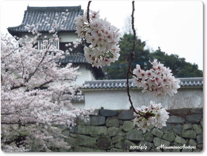 潮見櫓と桜2017-04-09福岡城(桜満開) (275)