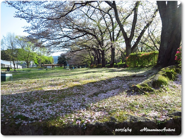 桜並木2017-04-14花畑園芸公園 (219)