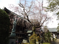 20170412桜4