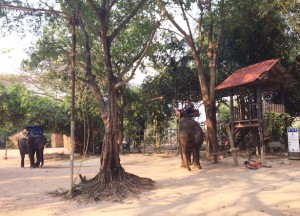 bangkok_pattaya_travel_elephant08.jpg