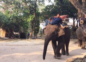 bangkok_pattaya_travel_elephant09.jpg