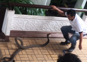 bangkok_snake_farm_image15.jpg