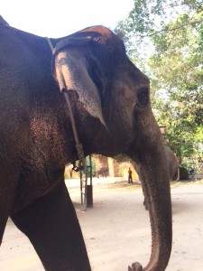 elephant_village_pattaya01.jpg
