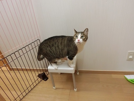おうじえ (4)