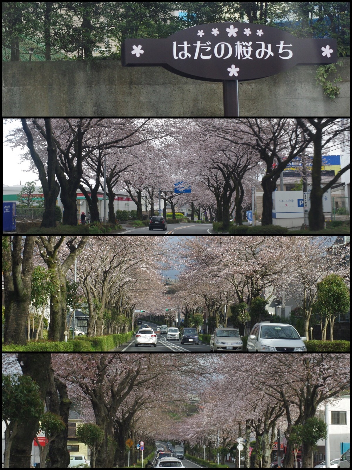 神奈川県秦野市はだの桜みち