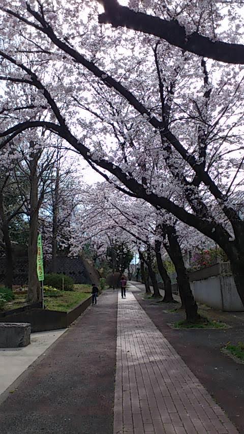 横浜桜　