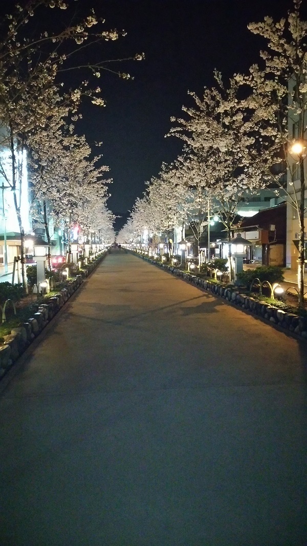 段葛夜桜