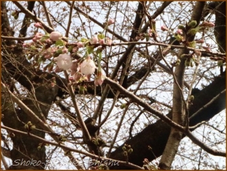 20170327 花の様子 4 桜は